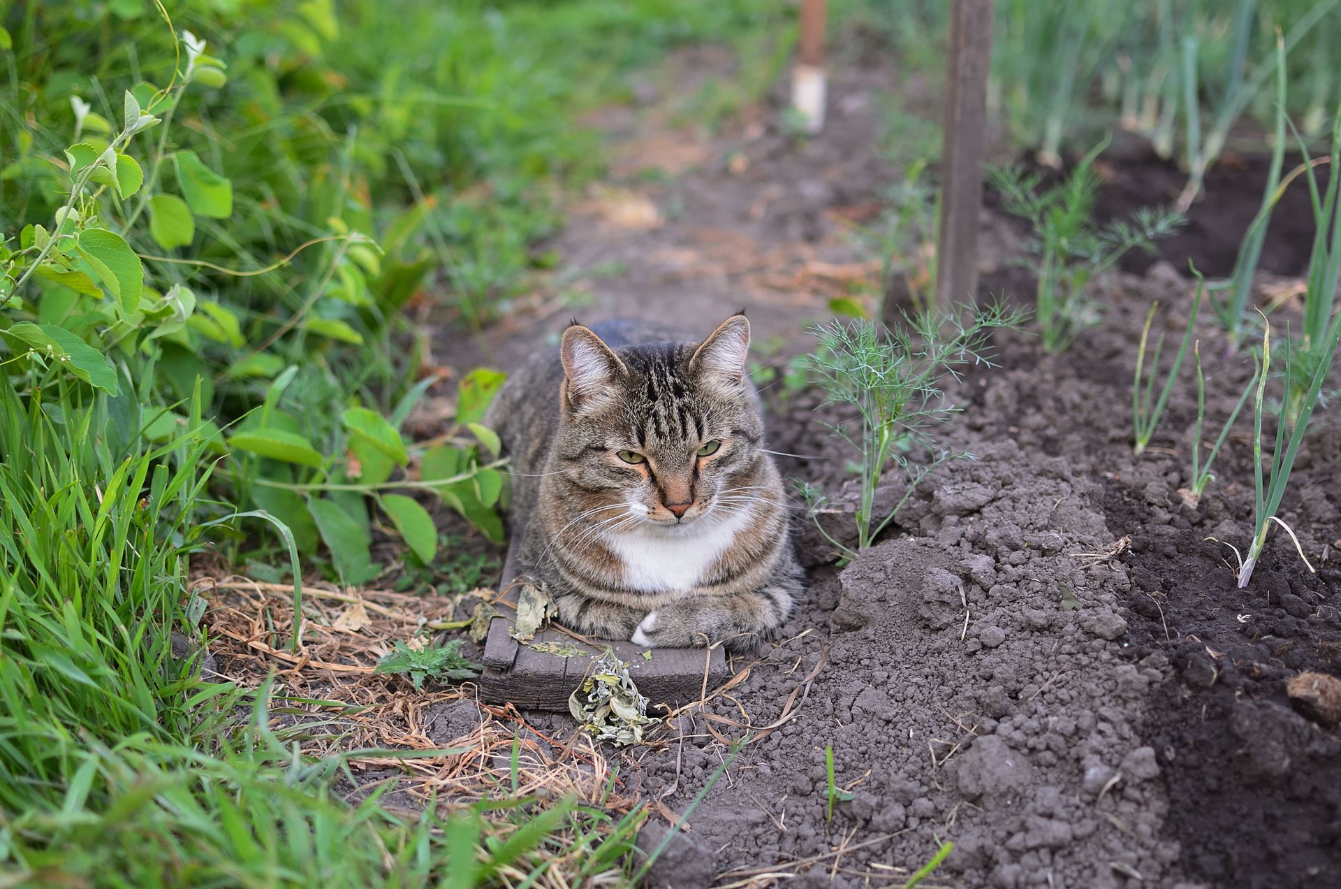Cute tabby cat resting in a vibrant garden surrounded by plants and soil.