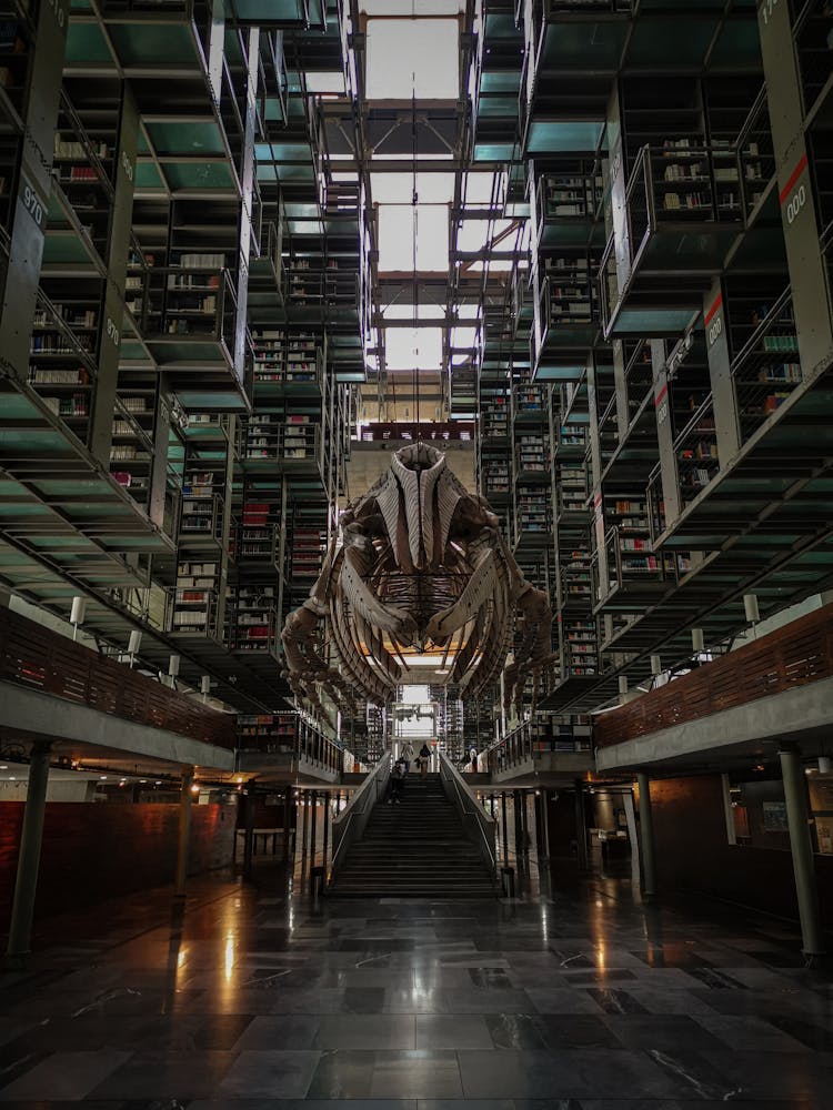 Dinosaur Skeleton Over Stairs