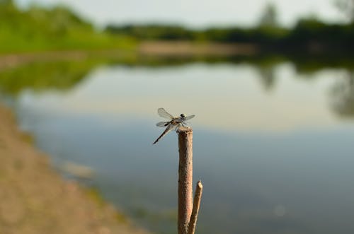 Free Brown and White Dragonfly Perched on Brown Wooden Stick Stock Photo