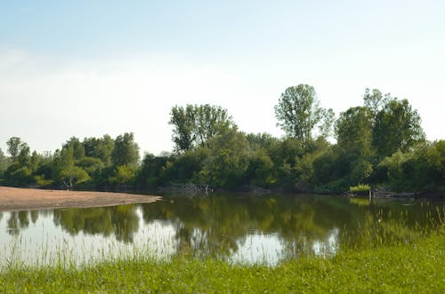 Trees near a Murky Lake