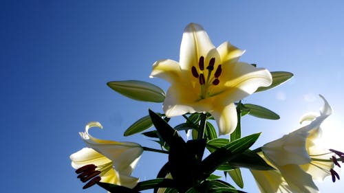 Free Conca D'orl lily Yellow Casablanca Stock Photo