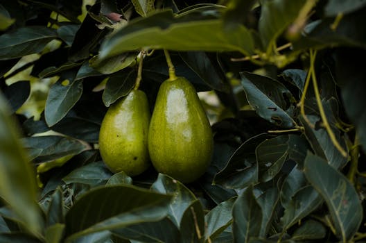 Close-Up Photography of Two Avocados