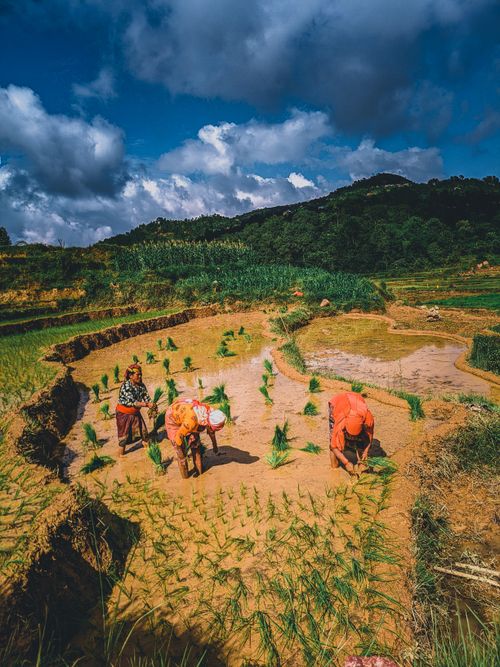 Free Farmers working in terraced fields during the day in Neta, showcasing traditional agriculture in Nepal. Stock Photo