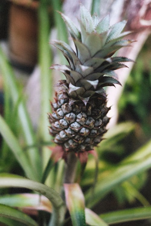 Kostnadsfria Kostnadsfri bild av ananas, närbild, tropisk frukt Stock foto