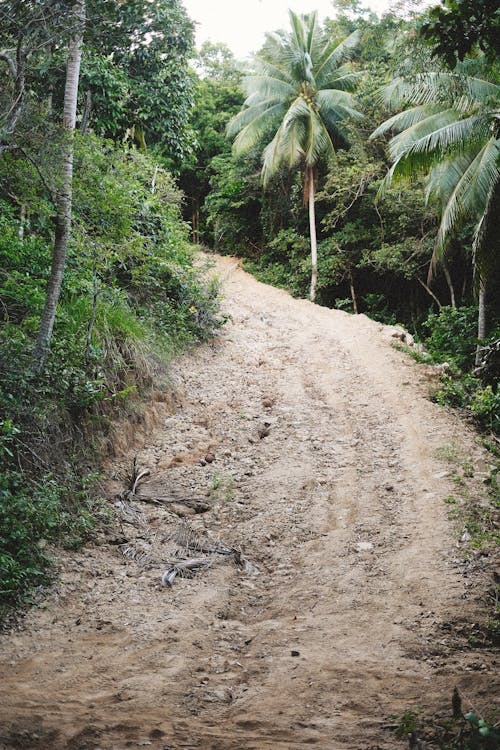 A Dirt Road near Trees