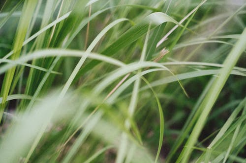 Green Grass in Close-Up Photography