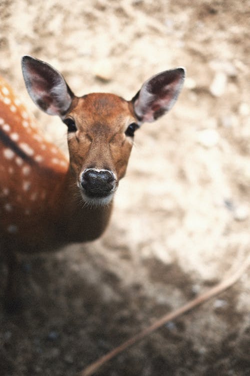 Photo of a Brown Deer