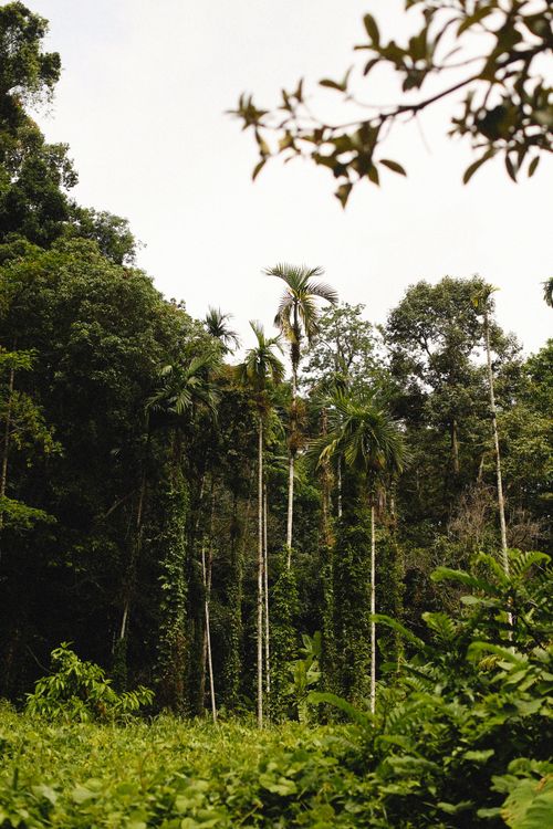Free A serene view of a lush forest featuring tall trees and dense greenery under a white sky. Stock Photo