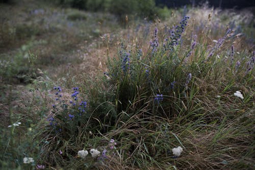 季節, 田, 紫色的花朵 的 免费素材图片