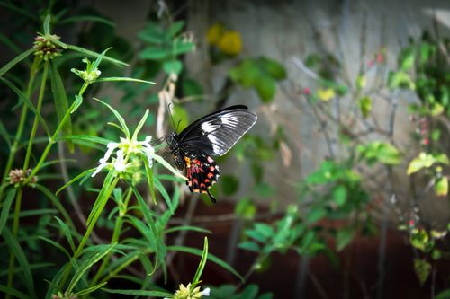 Free A Common Rose butterfly (Pachliopta aristolochiae) perched on white flowers amidst lush green foliage. Stock Photo