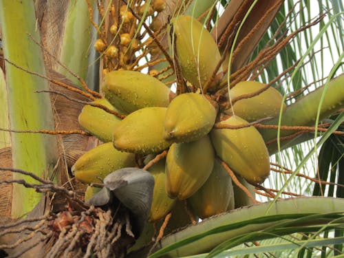 Free Coconuts Stock Photo