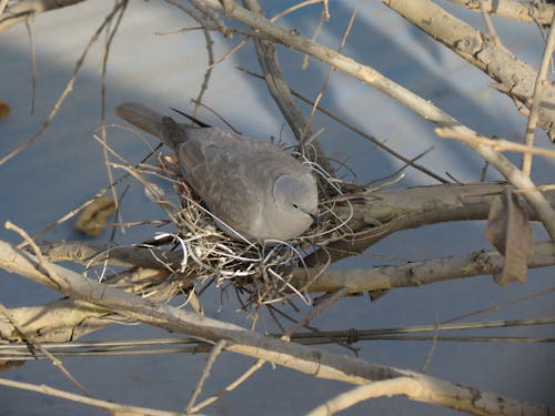 Free Gray Dove in Nest on Tree Branches Stock Photo