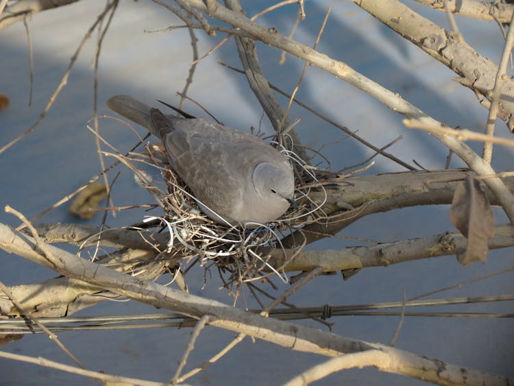 Gray Dove In Nest On Tree Branches