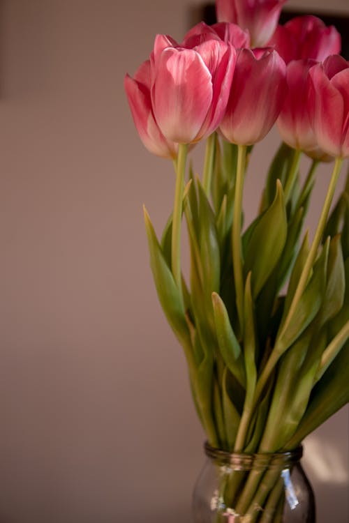 Beautiful Pink Tulips with Leaves in Glass Vase