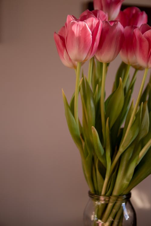 Kostenloses Stock Foto zu blätter, blühen, blumenvase