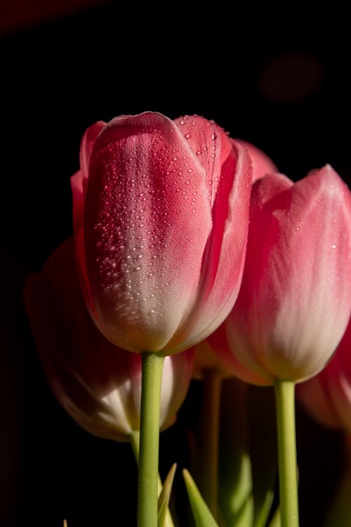 Close-up of Pink Tulips with Dew
