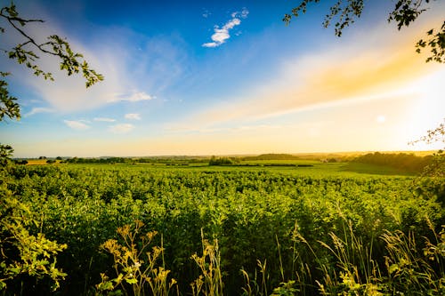 Free Early Morning View of Countryside Stock Photo