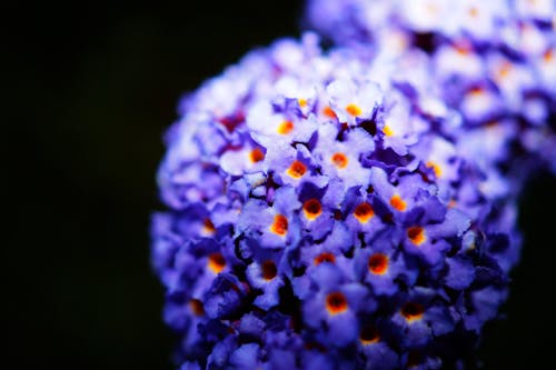 Free stock photo of close up view, flowers, macro photography