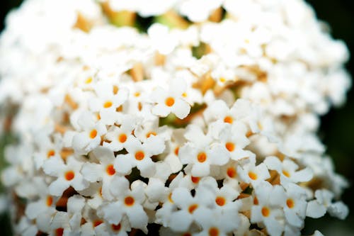 Free stock photo of flowers, macro photography, white