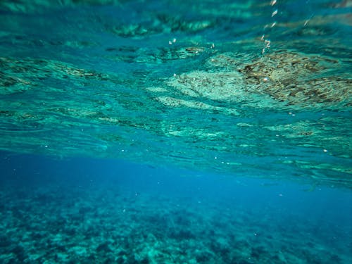 Free Fotos de stock gratuitas de agua, arrecife, bajo el agua Stock Photo