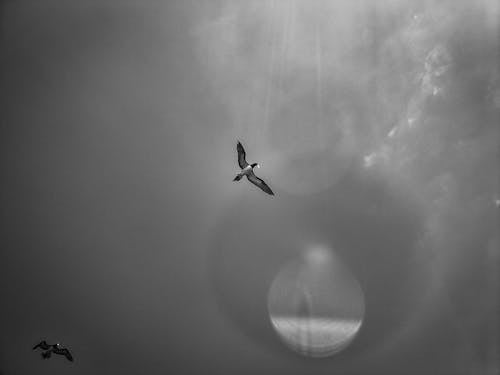 Free Darmowe zdjęcie z galerii z abstrakcyjny, czarno-biały, dzika przyroda Stock Photo