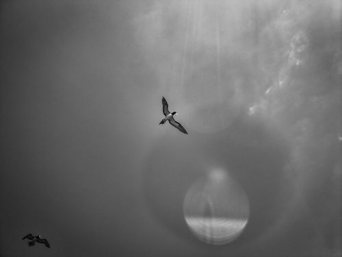 Free Black and white image of a seabird soaring through the sky with lens flare. Stock Photo
