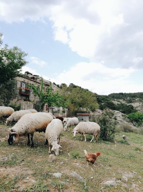 Herd of Sheep Eating Grass