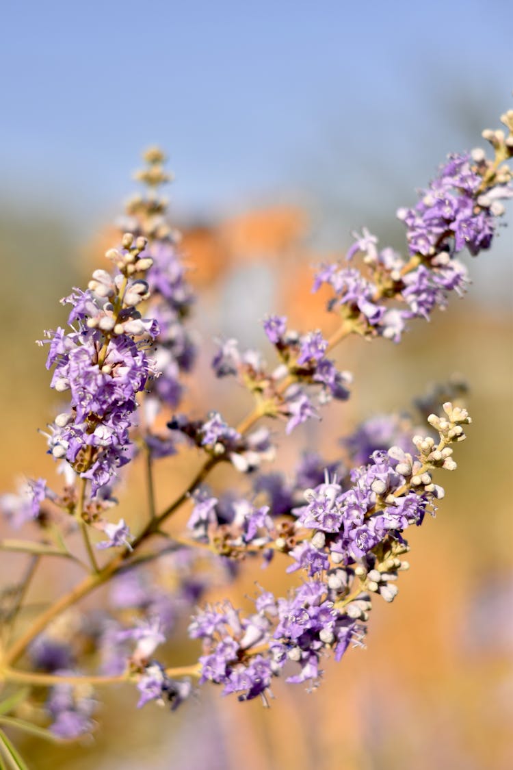 Close-Up Photo Of Vitex Flowers