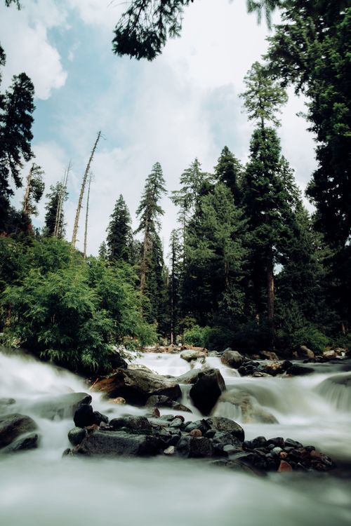 Free Tranquil forest scene with a cascading stream flowing over rocks, surrounded by tall trees. Stock Photo