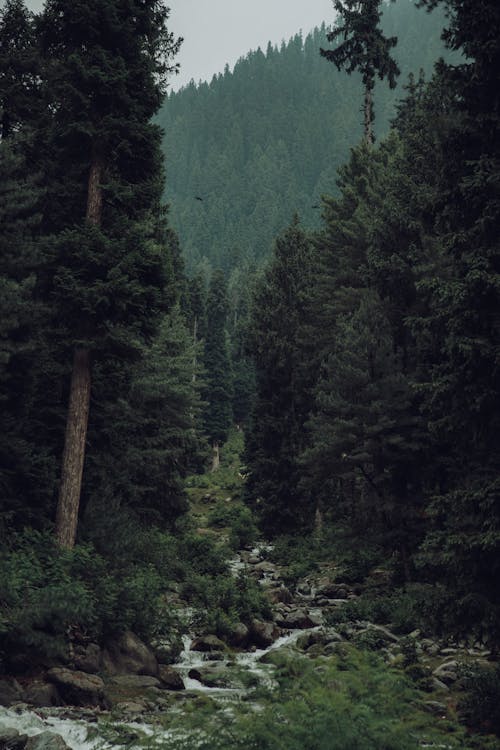 Photo of Rocks Between Trees