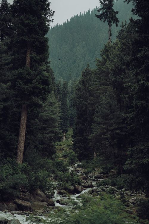Free Peaceful flowing stream in a lush mountainous forest setting, ideal for nature lovers. Stock Photo
