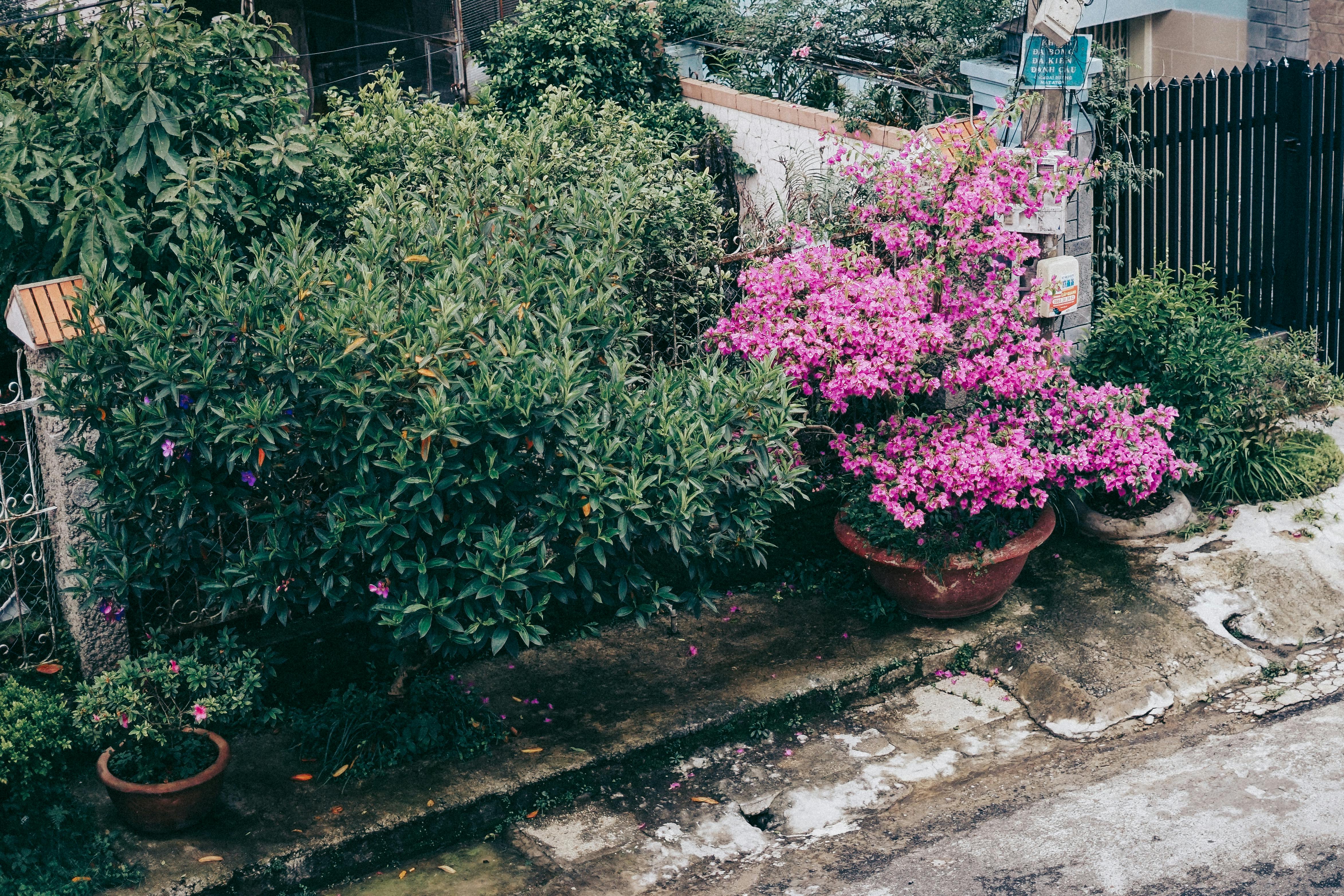 How do you winterize plants in pots?