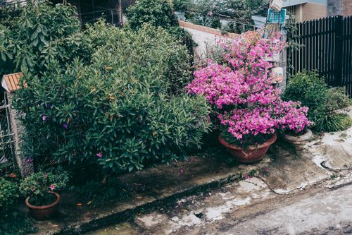 Free Vibrant garden featuring blooming bougainvillea in pots and lush green shrubs along a pathway. Stock Photo
