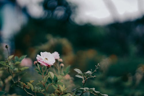 arka plan bulanık, bitki fotoğrafçılığı, Çiçek açmak içeren Ücretsiz stok fotoğraf