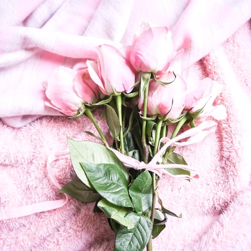 Free Close-Up Photo of Pink Roses Stock Photo