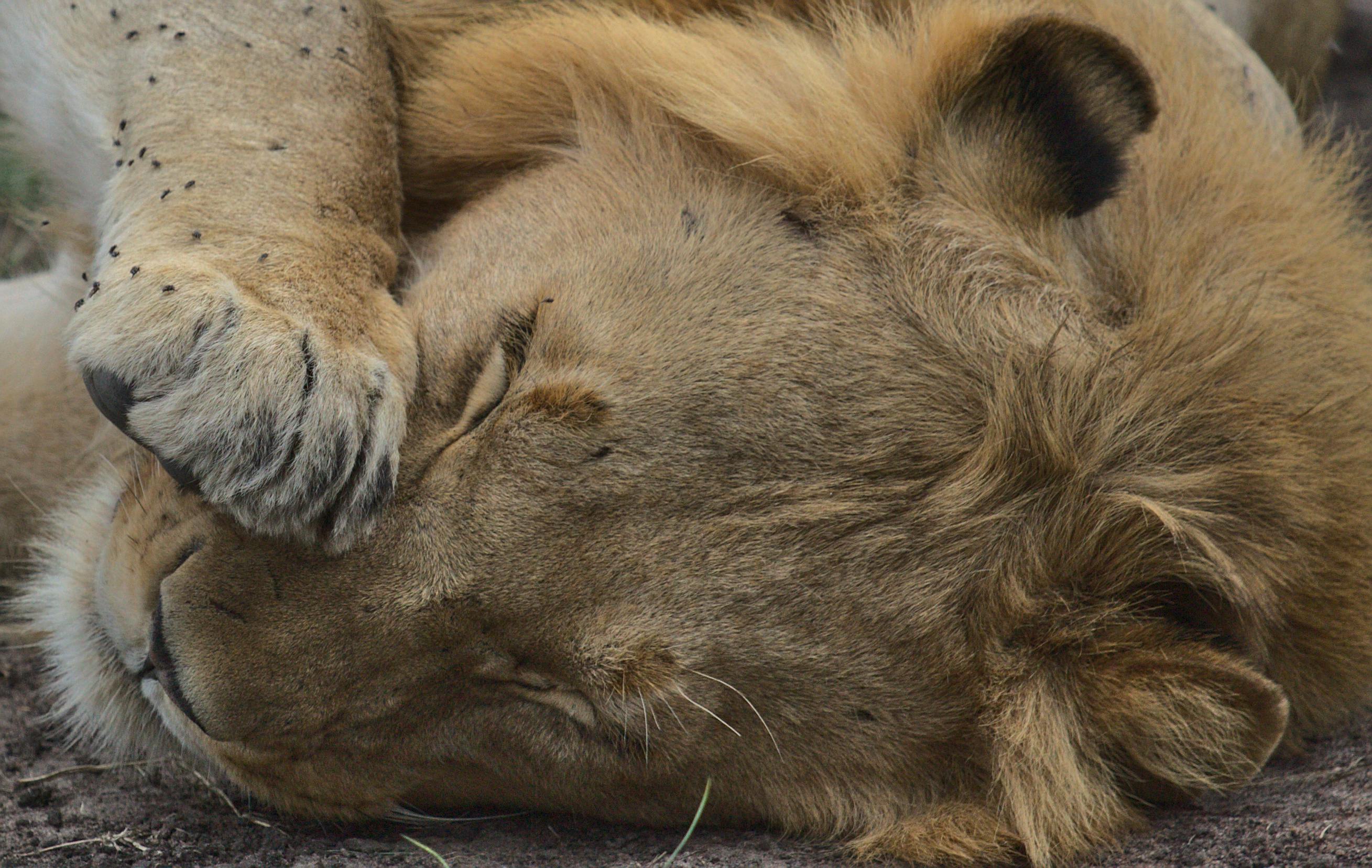 photo of flies on a lion