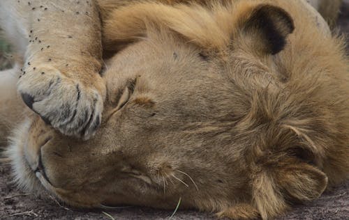 Free close-up portrait of cute male lion head with paw on face sleeping in masai mara kenya Stock Photo