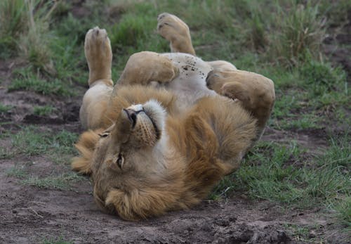 可爱的熟睡雄狮在肯尼亚马赛马拉野生草丛中打滚