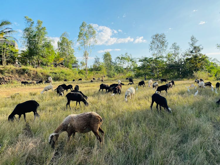 Photo Of A Herd Of Goats Eating Grass