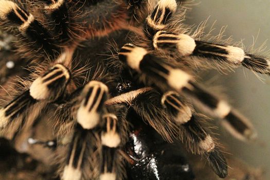 Black and White Fur Textile