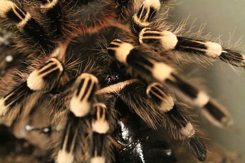 Free Detailed macro shot of a tarantula showcasing its intricate patterns and textures. Stock Photo