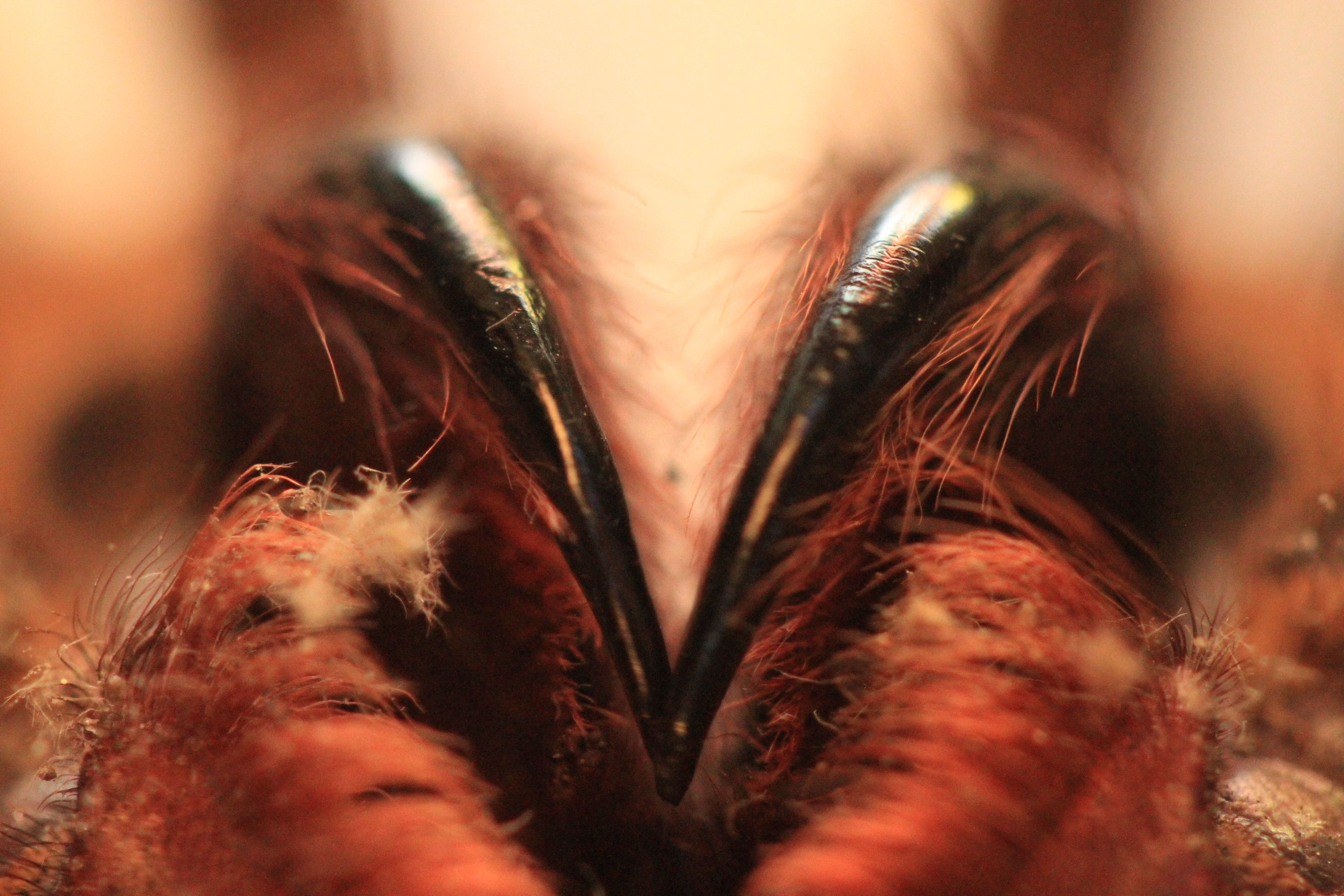 Detailed close-up of bird's talons with surrounding feathers, highlighting texture.