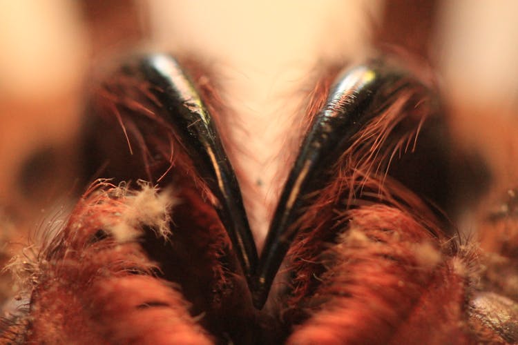 Close-up Photo Of Feathers And Talons