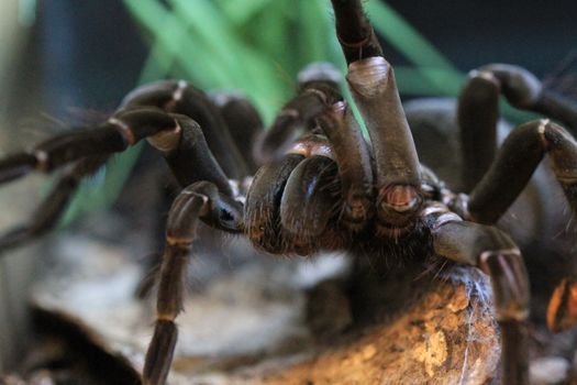 Brown Tarantula on Brown Wood