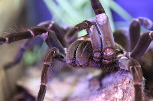 Close-up Photo of a Tarantula 