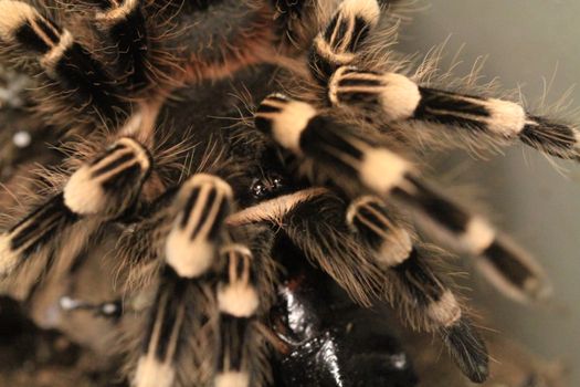 Black and White Fur Textile