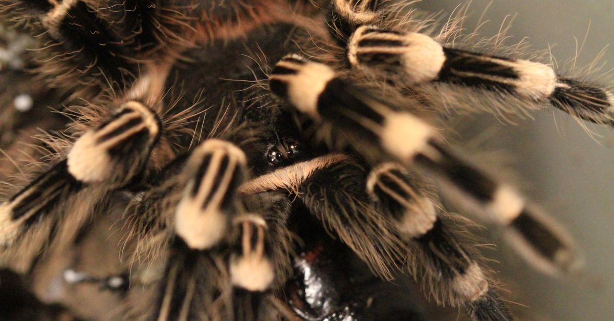 Tarantula Cheap exotic pets: a close-up of a hairy tarantula with banded legs