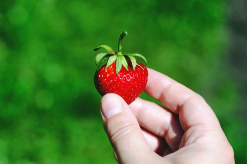 Free A person holding a ripe strawberry in a garden setting with vibrant green background. Stock Photo
