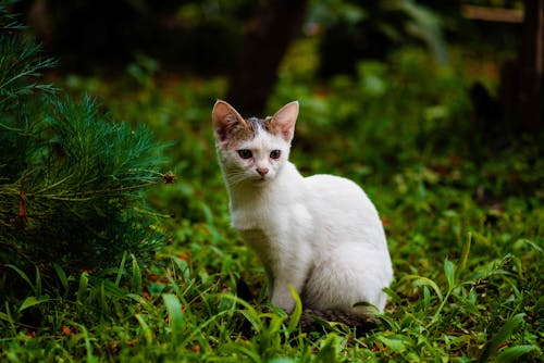 A White Kitten on Green Grass