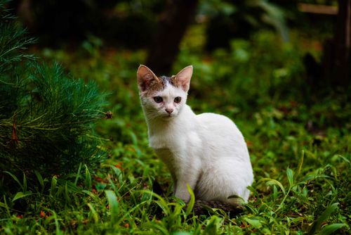 Free A cute white cat sits attentively outdoors in Arusha, Tanzania, surrounded by greenery. Stock Photo